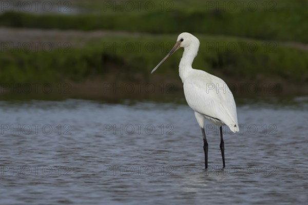 Eurasian spoonbill (Platalea leucorodia) adult bird in a shallow lagoon in summer, RSPB Titchwell