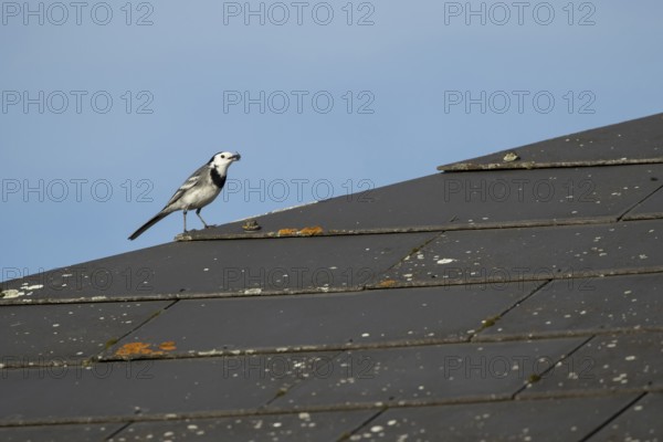 Pied wagtail (Motacilla alba) adult bird with an insect for food in its beak on an urban building