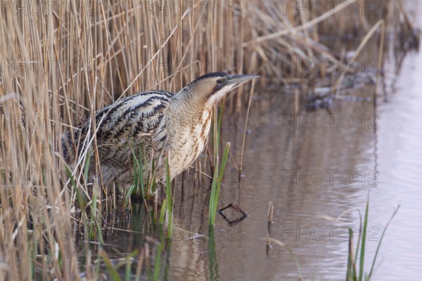 Eurasian or Great bittern (Botaurus stellaris) adult heron bird on the edge of a reed bed, RSPB