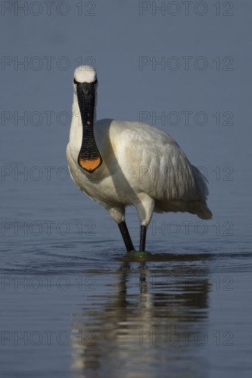 Eurasian spoonbill (Platalea leucorodia) adult bird in a shallow lagoon, RSPB Minsmere nature