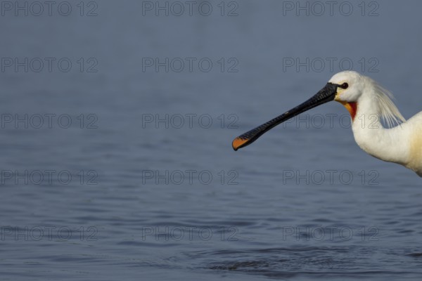 Eurasian spoonbill (Platalea leucorodia) adult bird in a shallow lagoon, RSPB Minsmere nature
