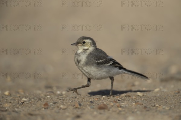 Pied wagtail (Motacilla alba) juvenile bird walking on soil in spring, Suffolk, England, United
