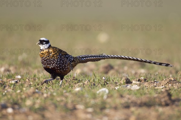 Reeve's pheasant (Syrmaticus reevesii) adult bird on farmland cereal field, Suffolk, England,