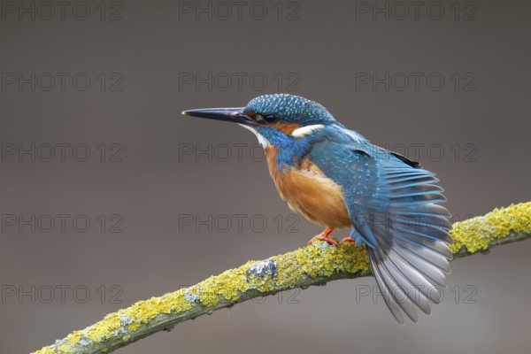 Common kingfisher (Alcedo atthis) adult male bird stretching its wing on a tree branch, England,