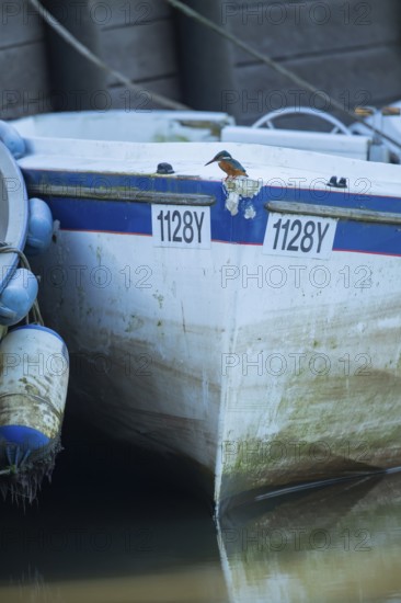 Common kingfisher (Alcedo atthis) adult female bird on a small boat in a harbour in winter,
