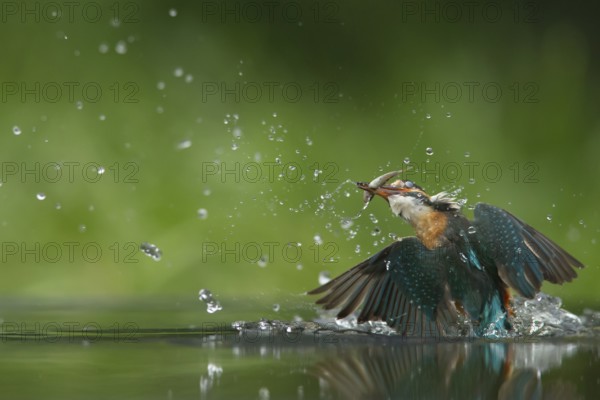 Common kingfisher (Alcedo atthis) adult female bird emerging from the water of a river with a