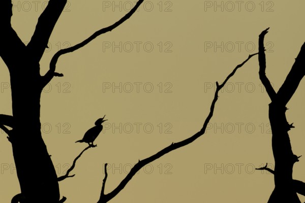 Great cormorant (Phalacroccorax carbo) adult bird calling on a tree branch silhouette at sunset,