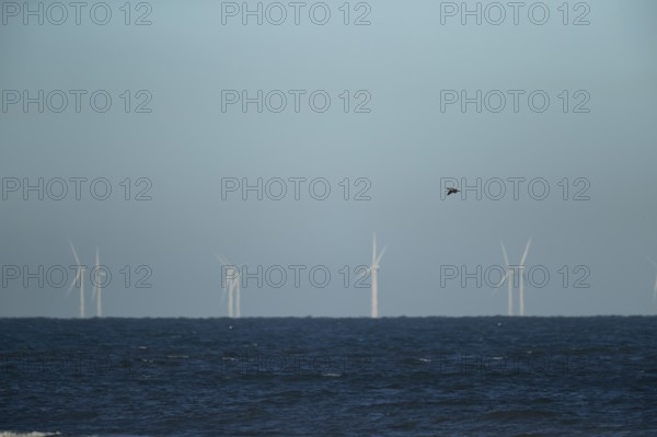 Great cormorant (Phalacroccorax carbo) adult bird flying over the sea with wind turbines of an