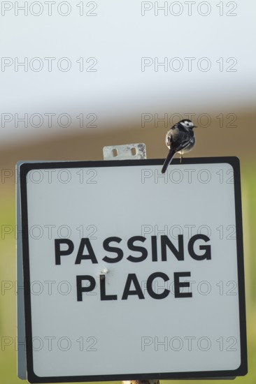 Pied wagtail (Motacilla alba) adult bird on a road sign, Scotland, United KIngdom