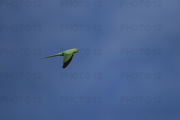 Ring-necked or Rose-ringed parakeet (Psittacula krameri) adult parrot bird flying, London, England,