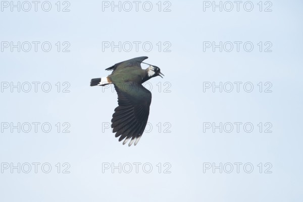 Northern lapwing or Green plover (Vanellus vanellus) adult wading bird display calling in flight in