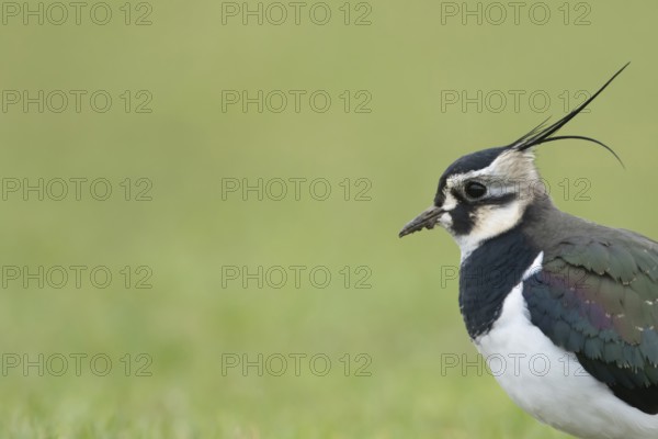 Northern lapwing or Green plover (Vanellus vanellus) adult wading bird head portrait, RSPB Frampton