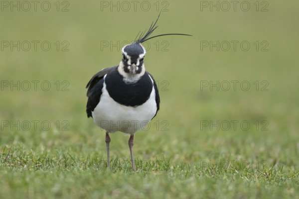 Northern lapwing or Green plover (Vanellus vanellus) adult wading bird on a grass field, RSPB