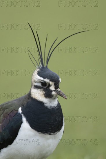 Northern lapwing or Green plover (Vanellus vanellus) adult wading bird head portrait, RSPB Frampton