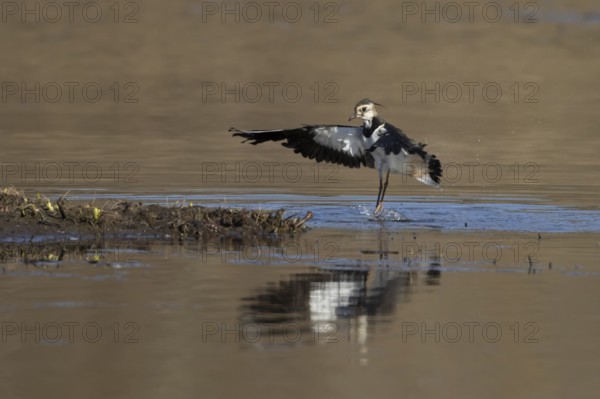 Northern lapwing or Green plover (Vanellus vanellus) adult wading bird in flight landing in a