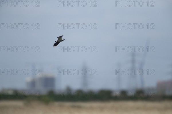 Northern lapwing or Green plover (Vanellus vanellus) adult wading bird in flight with an urban