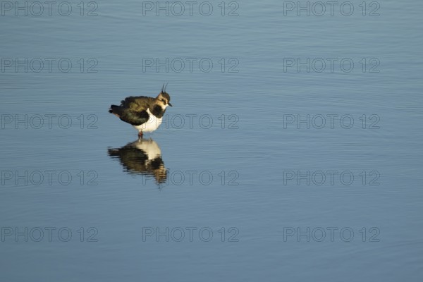Northern lapwing or Green plover (Vanellus vanellus) adult wading bird in a shallow lagoon,