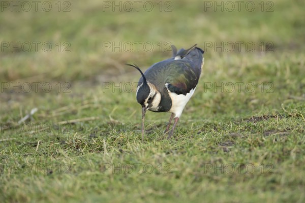 Northern lapwing or Green plover (Vanellus vanellus) adult wading bird pulling a worm from a grass
