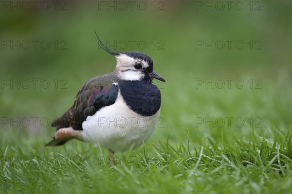 Northern lapwing or Green plover (Vanellus vanellus) adult wading bird in a grass field, England,