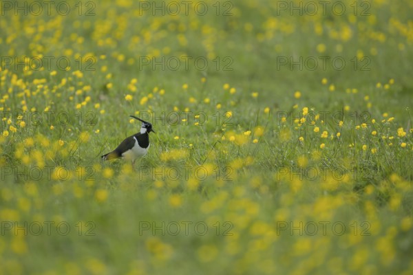 Northern lapwing or Green plover (Vanellus vanellus) adult wading bird on a grass meadow with