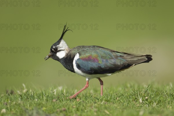 Northern lapwing or Green plover (Vanellus vanellus) adult wading bird feeding on a grub on an