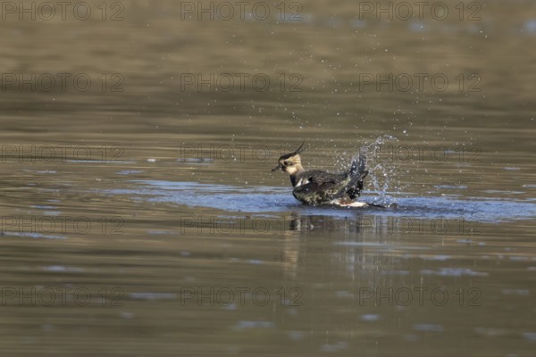 Northern lapwing or Green plover (Vanellus vanellus) adult wading bird bathing in a shallow lagoon,