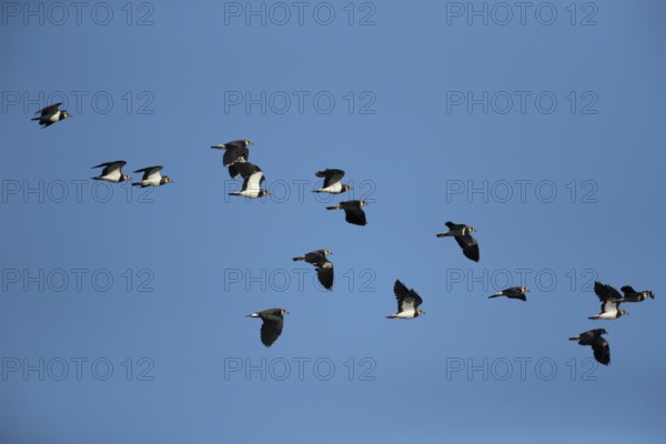 Northern lapwing or Green plover (Vanellus vanellus) adult wading birds in flight in a flock,