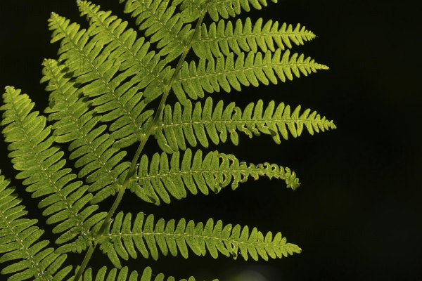 Bracken (Pteridium aquilinum) plant frond or leaves backlit, Suffolk, England, United Kingdom