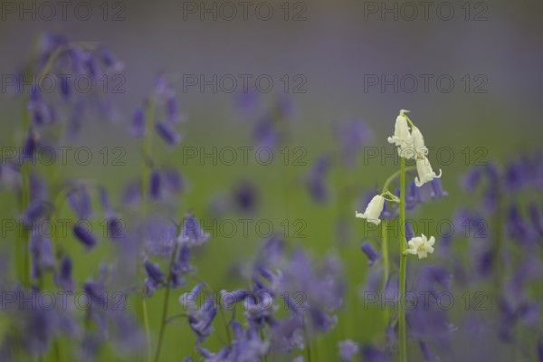 English bluebell (Hyacinthoides non-scripta) single white wildflower flower amongst a carpet of
