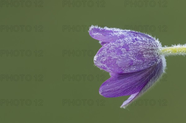 Pasqueflower (Pulsatilla vulgaris) flower with dew drops in spring, Suffolk, England, United