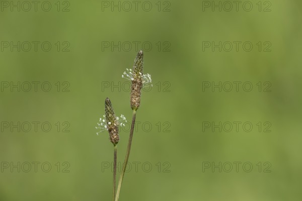 Ribwort plantain (Plantago lanceolata) two flower spikes in summer, Suffolk, England, United