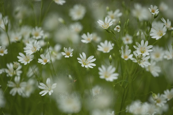 Greater stitchwort (Stellaria holostea) wildflower flowers in a spring woodland, Suffolk, England,