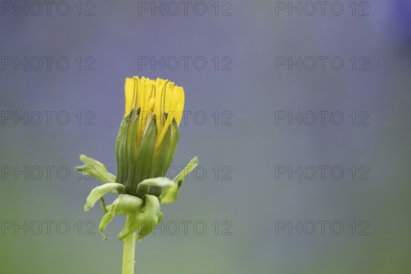 Common dandelion (Taraxacum officinale) wildflower flower in a spring woodland, Suffolk, England,