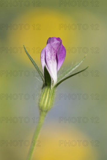 Common corncockle (Agrostemma githago) single wildflower flower in summer, Suffolk, England, United