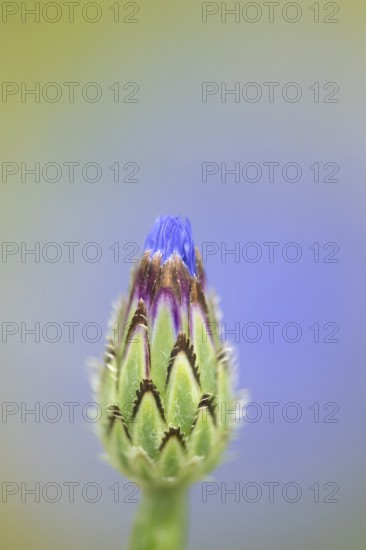 Common cornflower (Centaurea cyanus) single blue wildflower flower in summer, Suffolk, England,