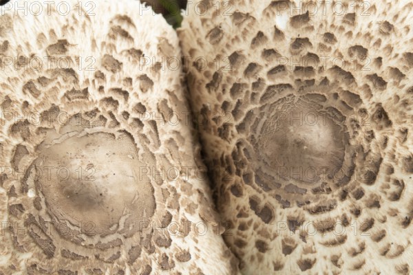 Parasol mushroom (Macrolepiota procera) close up the top of two fungi, Suffolk, England, United