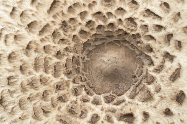 Parasol mushroom (Macrolepiota procera) close up of the top of a single fungi, Suffolk, England,