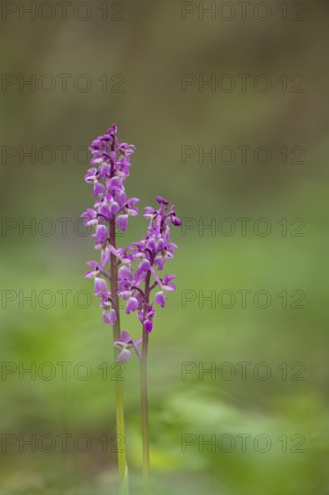 Early purple orchid (Orchis mascula) two wildflower flower spikes in a spring woodland, Suffolk,