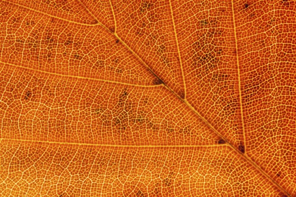 European beech tree (Fagus sylvatica) autumn colour leaf close up showing its veins, England,