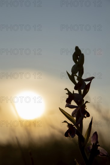 Bee orchid (Ophrys apifera) wildflower flower spike silhouette at sunset, RSPB Minsmere nature