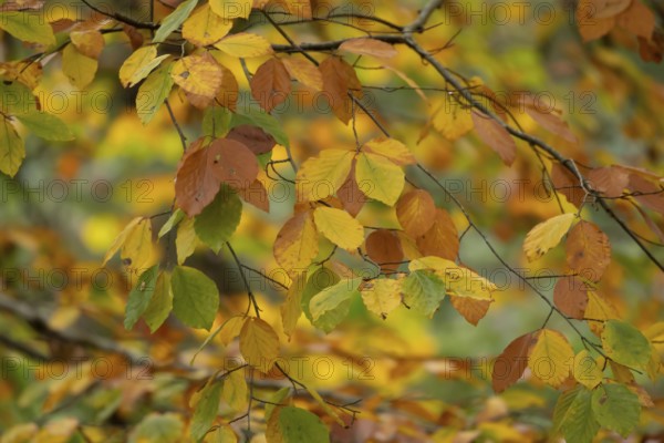European beech tree (Fagus sylvatica) autumn colour leaves on branches in a woodland, Suffolk,
