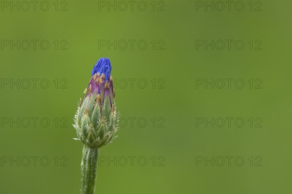 Common cornflower (Centaurea cyanus) single blue wildflower flower in summer, Suffolk, England,