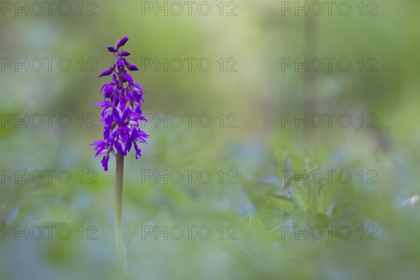 Early purple orchid (Orchis mascula) wildflower flower spike in a spring woodland, Suffolk,
