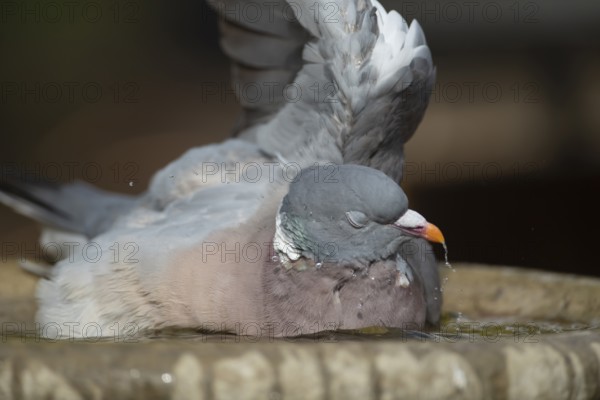 Wood pigeon (Columba palumbus) adult bird bathing in a garden bird bath in summer, Suffolk,