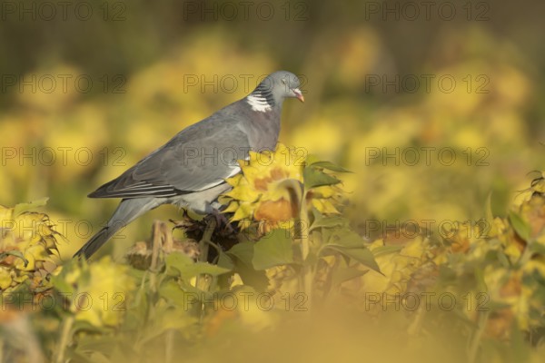 Wood pigeon (Columba palumbus) adult bird on a sunflower seedhead in a wildflower strip, England,