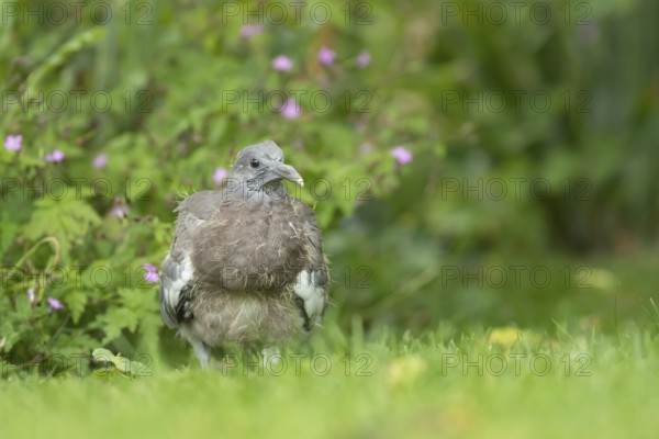 Wood pigeon (Columba palumbus) juvenile squab baby bird on a garden grass lawn in summer, Suffolk,