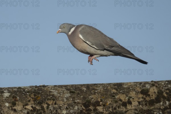 Wood pigeon (Columba palumbus) adult bird jumping along on an urban house roof, Suffolk, England,