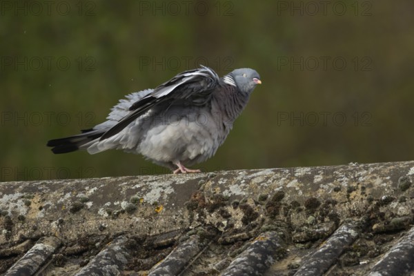 Wood pigeon (Columba palumbus) adult bird shaking itself on an urban house roof, Suffolk, England,