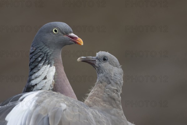 Wood pigeon (Columba palumbus) juvenile squab baby bird begging for food from an adult parent bird