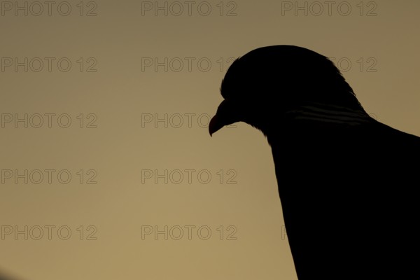 Wood pigeon (Columba palumbus) adult bird head portrait silhouette at sunset, Suffolk, England,